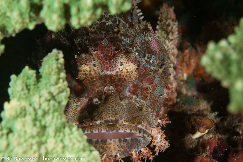 BD-140324-Apo-3610-Scorpaenopsis-oxycephala-(Bleeker.-1849)-[Caledonian-devilfish].jpg